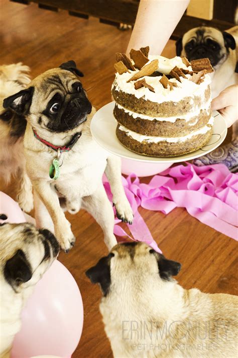 Pug Birthday Party