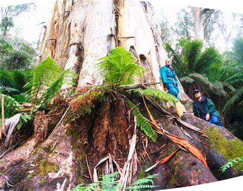 The 27 Tallest Trees In The World Huge Trees Images