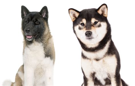 Akita Versus Shiba Inu How To Tell The Difference