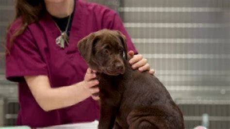 Vet Tech Week | Healthy Paws