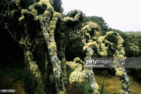 Rata Tree Photos And Premium High Res Pictures Getty Images