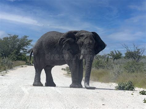 Large Male African Elephant Loxodonta Africana Stands On The Road