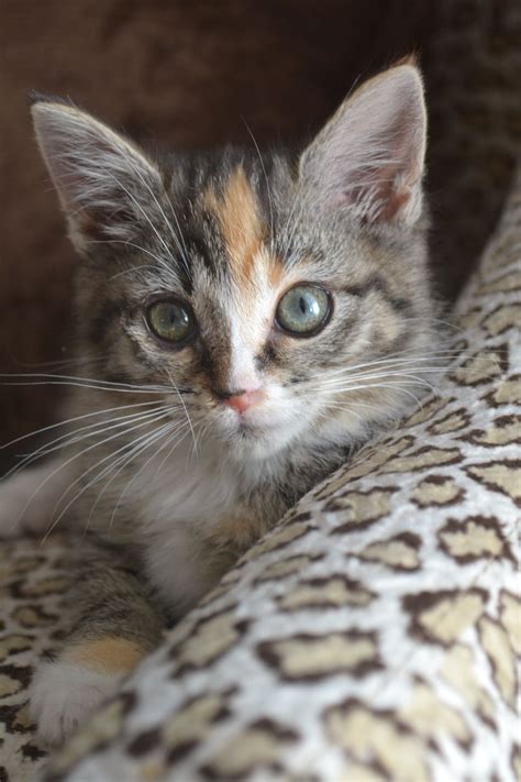 Calico Tabby Cat Kitten