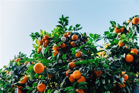 Want The Best Citrus Tree Fertilizer 5 Of The Best That Work