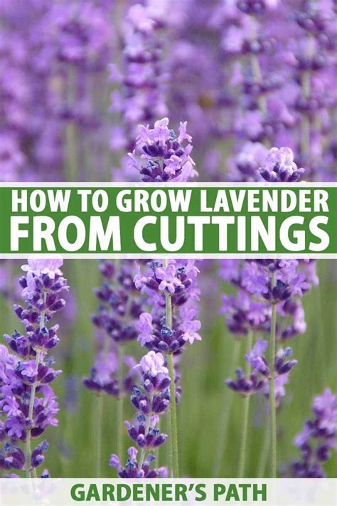 How To Grow Lavender From Cuttings Gardeners Path Growing Lavender