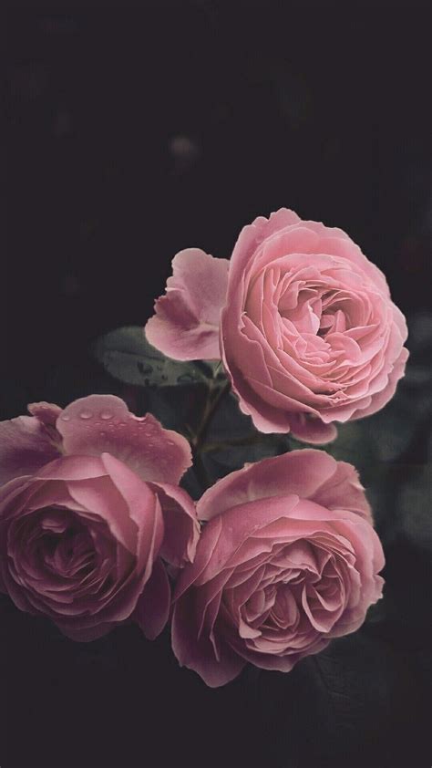 Aesthetic Dark Wallpaper Rose Dead Rose W Quote On Spine Black