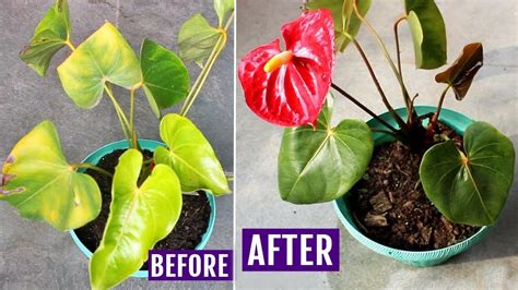 Anthurium Leaves Turning Yellow Here S The Quick Solution Youtube