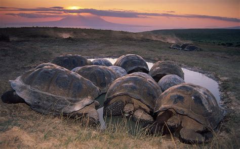 The Galapagos Giant Tortoise Blog