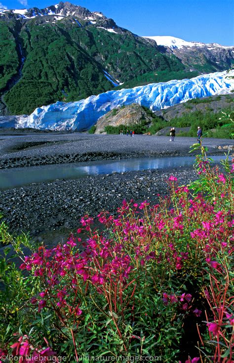 Exit Glacier Alaska Photos By Ron Niebrugge