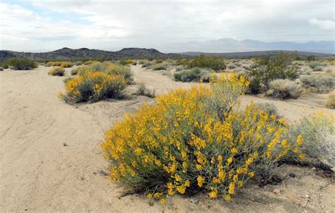 Many of arizona's rocky desert slopes and hillsides are alive with the yellow flowers of brittlebush in the spring. flowering plants of the mojave desert - Google Search ...