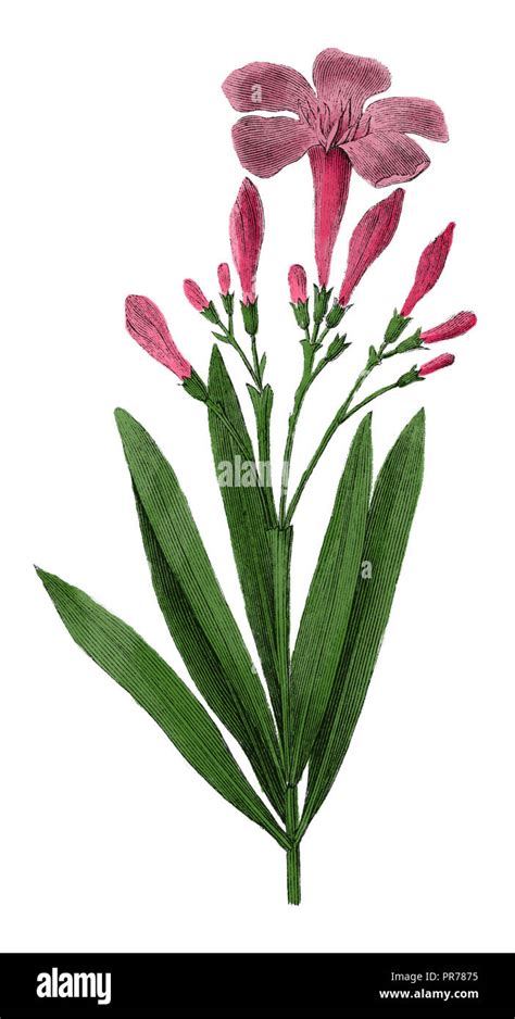 19th Century Illustration Of Nerium Oleander Or Oleander Published In