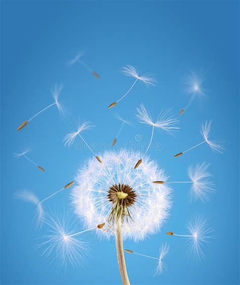 Dandelion Seeds Flying Away With The Wind Stock Photo Image Of Rural