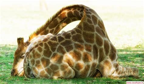 Fun Fact Did You Know Giraffes Only Sleep An Average Of 19 Hours A