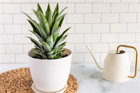 Pineapple Plants Indoor Care And Growing Guide