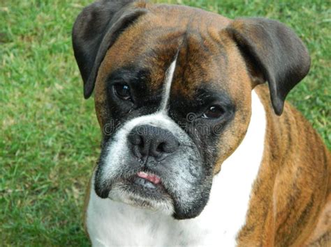 Smiling Boxer Dog Stock Images Download 631 Royalty Free Photos