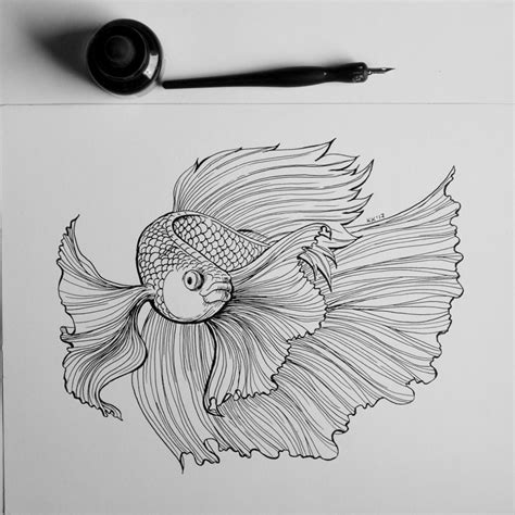 View Betta Fish Tattoo Drawing Png Fishtankfactscom