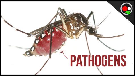 Mosquito Disease Transmission Explained Youtube