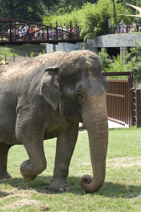 Ambika National Zoos Asian Elephant Smithsonian Institution