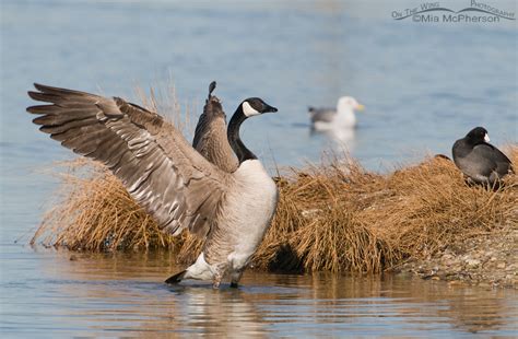 The following are the obvious differences between them and those are important to understand. Taking a Gander at mating Canada Geese - Mia McPherson's ...