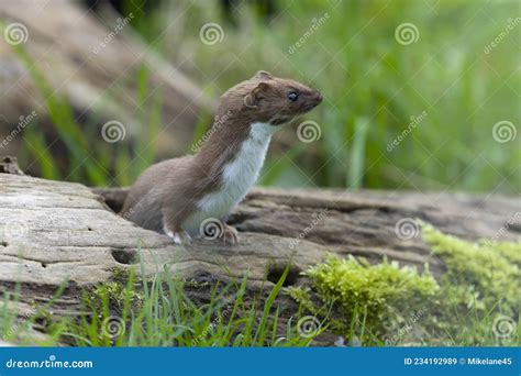 Weasel Mustela Nivalis Stock Image Image Of Fauna 234192989