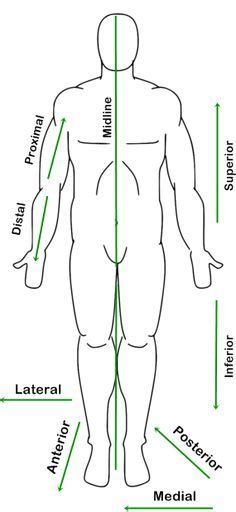 Body Labeled With Anatomical Terms