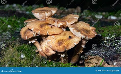 Edible Mushrooms Agaric Honey Fungus Or Armillaria Mellea Cluster