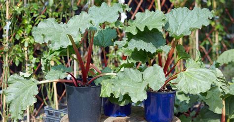 how to grow rhubarb in containers gardener s path