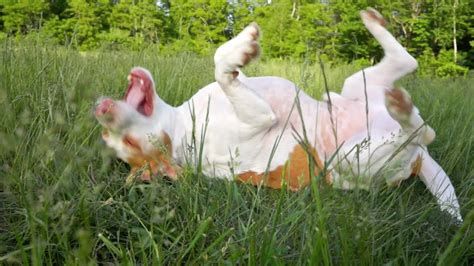 Happiest Dog Ever Rolling In Grass Cute Dog Maymo Youtube