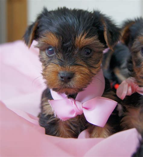 Reputable yorkie puppy breeder providing tips, stories, training, grooming, etc. Pure Breed Yorkshire Terrier puppies teacup yorkie | Harlow, Essex | Pets4Homes