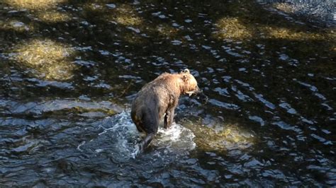 Kodiak Bears And Salmon Youtube