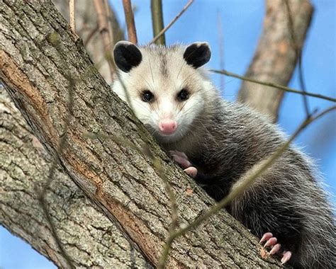 What Do Opossums Eat Opossums Diet By Types Biology Explorer