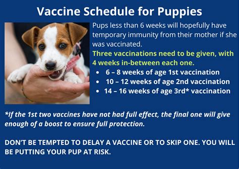 Can Puppies Still Get Parvo If Vaccinated