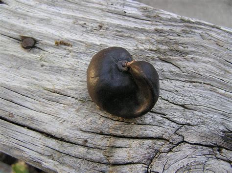 Keep your heat mat on 24 hours per day. Jacaranda Seed Pod | Flickr - Photo Sharing!