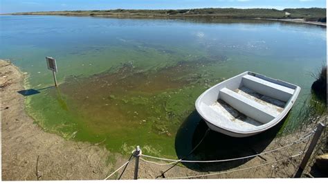 Great Pond Foundation Cyanobacteria