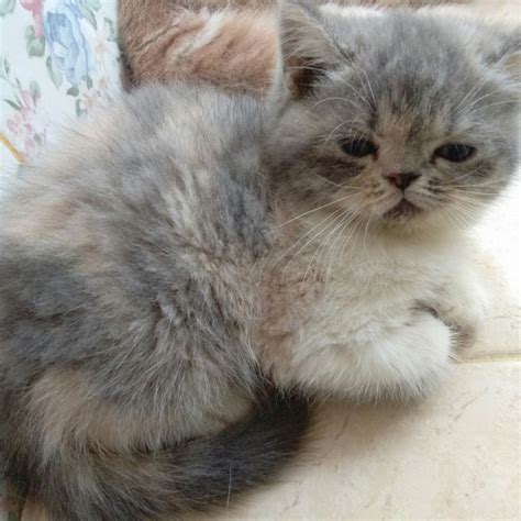 ️ มีรีวิว ️ ถูกกว่า ️ ผ่อนได้ ️ แอดมินต. น้องแมวแข็งแรง ฉีดวัคซีน พร้อมย้ายบ้าน เอ็กโซติกแท้ น่ารัก ...