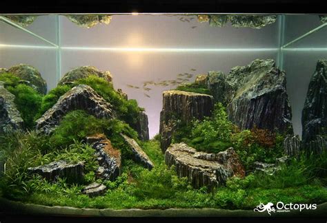 Maybe you would like to learn more about one of these? Fish Tank Ideas That Don't Suck on Pinterest | Aquarium ...