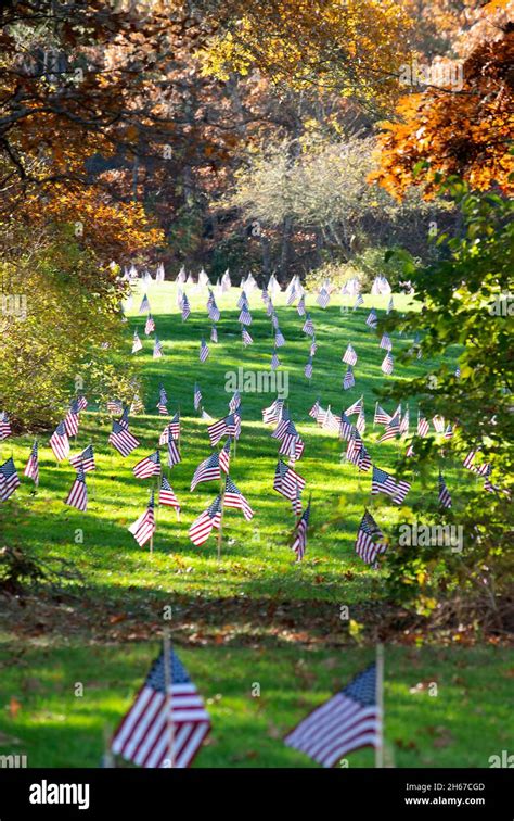 Veterans Day Flags Upon Each Grave At The Massachusetts National Cemetary In Bourne