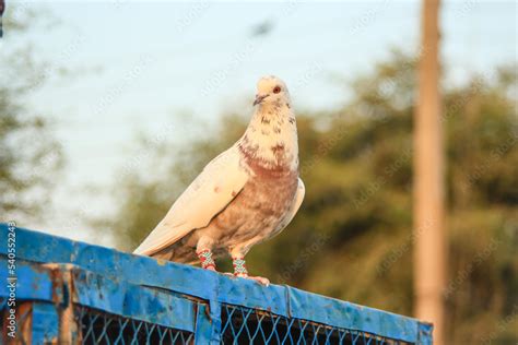 Fotografia Do Stock Close Up Of Beautiful Homing Pigeons View Of