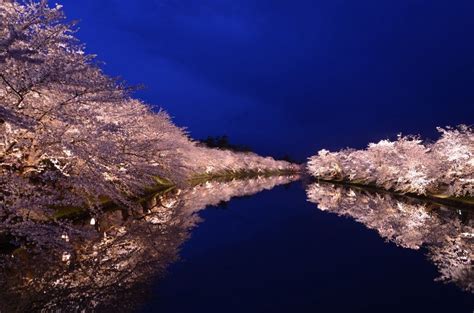Top 5 Spots In Japan For Cherry Blossom Night Viewing Cherry Blossom