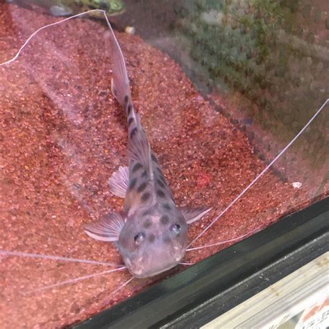 Download アクアフィールド 熱帯魚 水草の通信販売 商品詳細 Images For Free