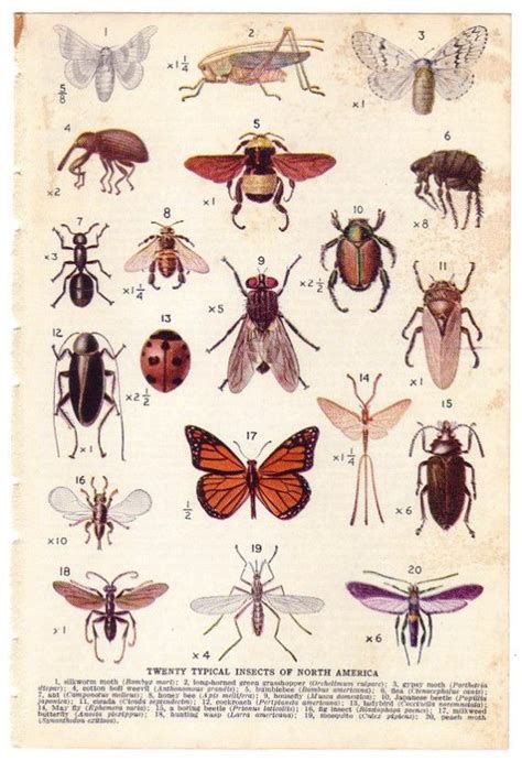 1944 Vintage Insects Illustration Etsy Insect Print Insects