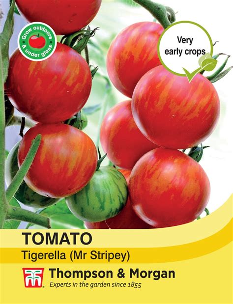 Tomato Tigerella Mr Stripey Thompson And Morgan Seed Horticentre