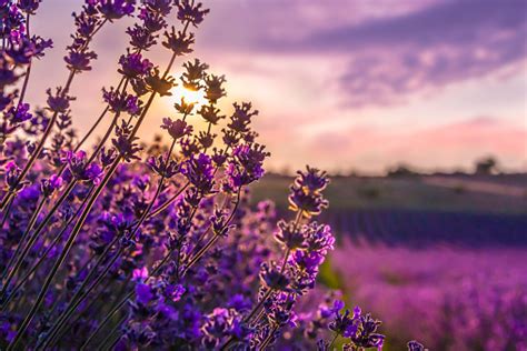 Close Up Of Blooming Lavender Flowers Under The Summer Sunset Rays