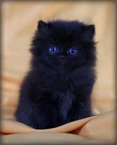 Black Persian Cat The Most Captivating Cat Worldwide My Persian Cat