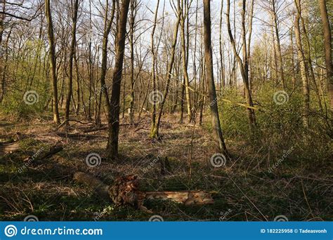 Floodplain Forest Trees In Early Spring Stock Photo Image Of Spring