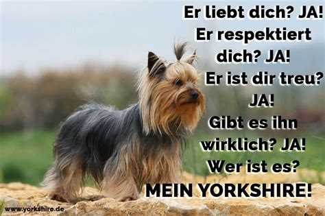 Yorkshire terrier zählen zu den kleinsten hunden der welt. Yorkshire Zitate und Sprüche