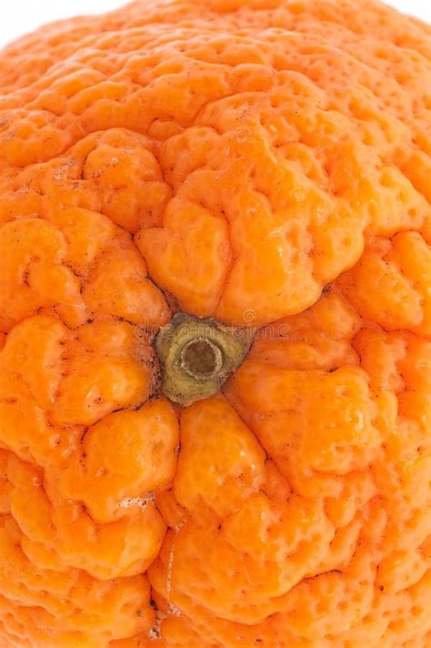 Skin Of Orange Close Up Stock Photo Image Of Tasty Fruit 8628770
