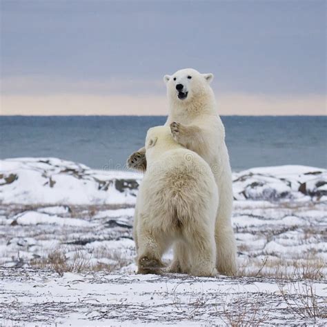 Polar Bears Stock Photo Image Of Animal Cubs Cold Snow 5695220