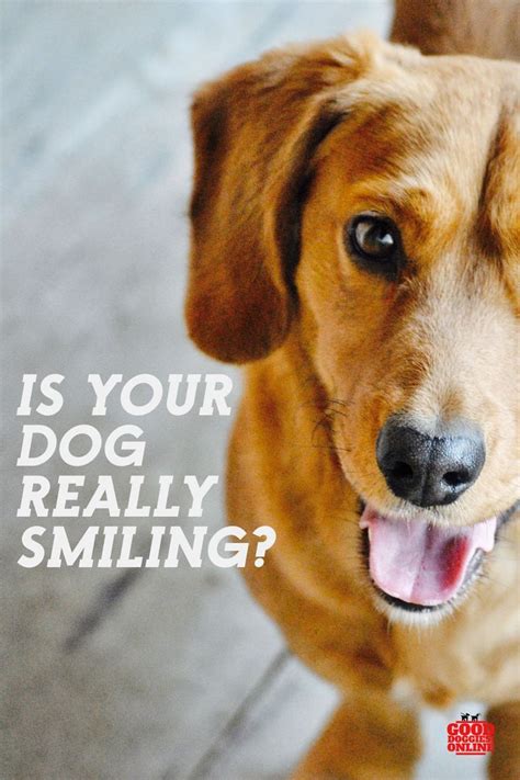 Do Dogs Really Smile How Can You Tell If Your Dog Is Happy Check Out