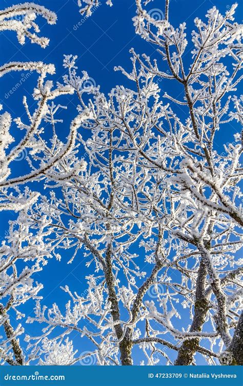 Snow Covered Tree Branches Stock Image Image Of February 47233709